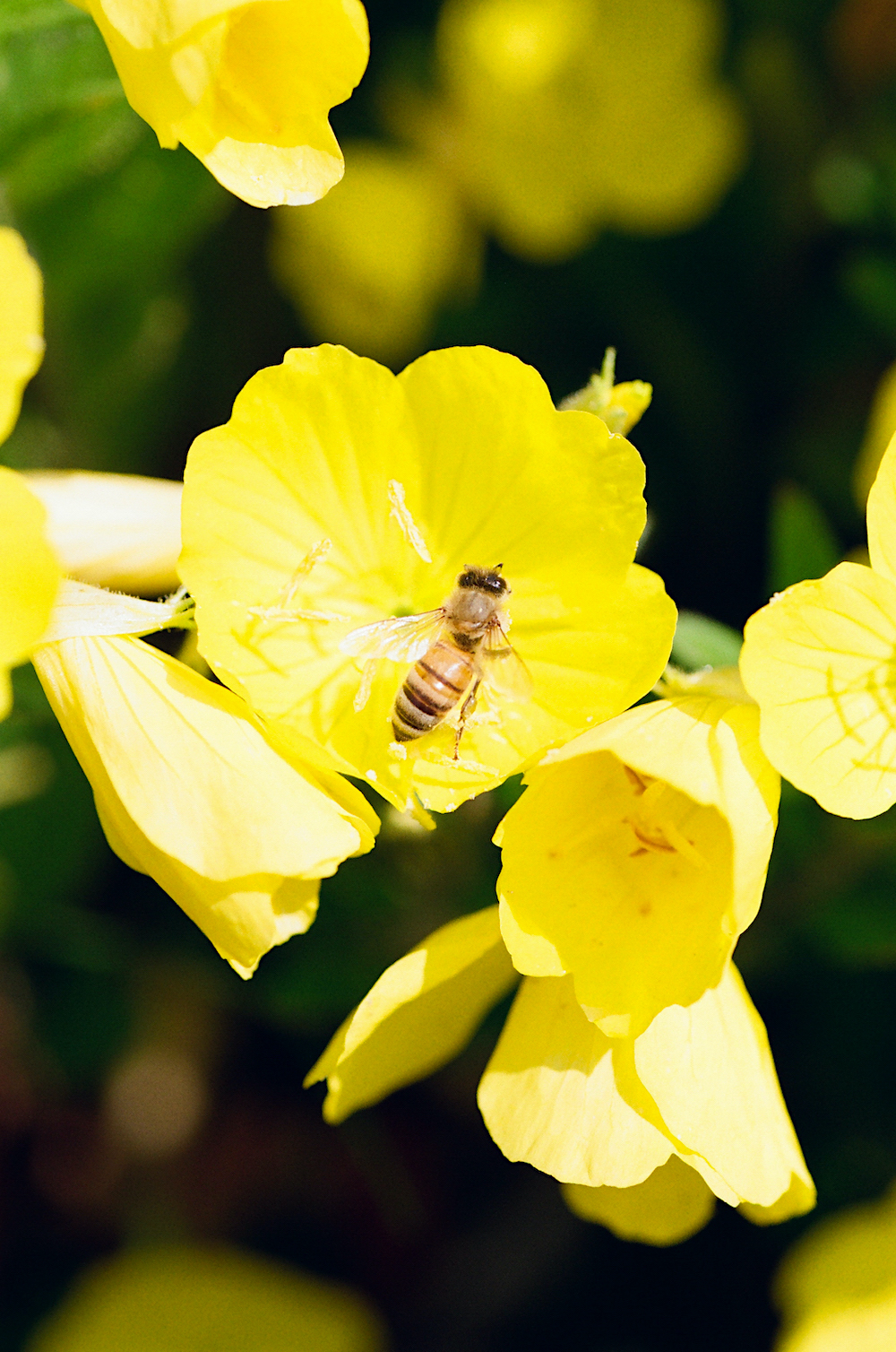 Visiting Evening Primrose